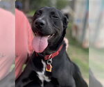 Small #21 Labrador Retriever Mix