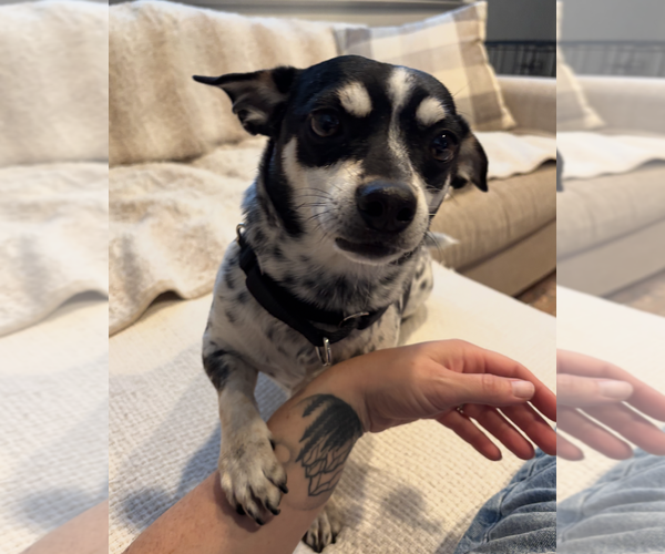 Medium Photo #2 Chihuahua-Unknown Mix Puppy For Sale in Rockville, MD, USA
