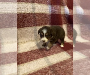 Australian Shepherd Puppy for sale in EXETER, MO, USA
