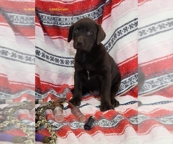 Medium Photo #1 Labrador Retriever Puppy For Sale in MERIDEN, KS, USA