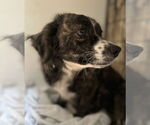 Small #2 Mutt