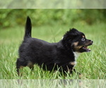 Small #3 Miniature Australian Shepherd