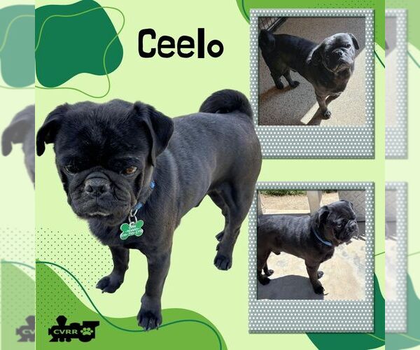 Medium Photo #1 Pug Puppy For Sale in Lindsay, CA, USA