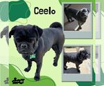 Small Pug