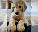 Small Photo #2 Goldendoodle Puppy For Sale in RATHDRUM, ID, USA