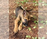 Small Photo #12 Malinois Puppy For Sale in GROVE, OK, USA