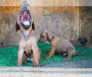 Redbone Coonhound Puppy for sale in PALMDALE, CA, USA