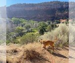 Small Photo #6 Black Mouth Cur-Boxer Mix Puppy For Sale in Kanab, UT, USA