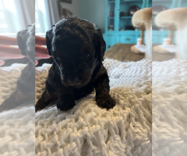 Medium Photo #7 Poodle (Toy) Puppy For Sale in SPARTA, TN, USA