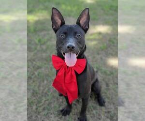 Australian Kelpie-Unknown Mix Dogs for adoption in Conroe, TX, USA