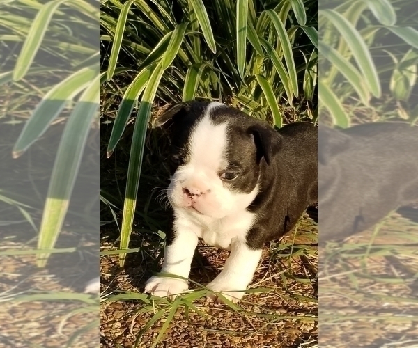 Medium Photo #5 Faux Frenchbo Bulldog Puppy For Sale in SEYMOUR, TN, USA