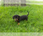 Small #1 Dachshund