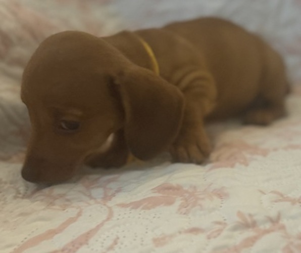 Medium Photo #4 Dachshund Puppy For Sale in WILEY, CO, USA
