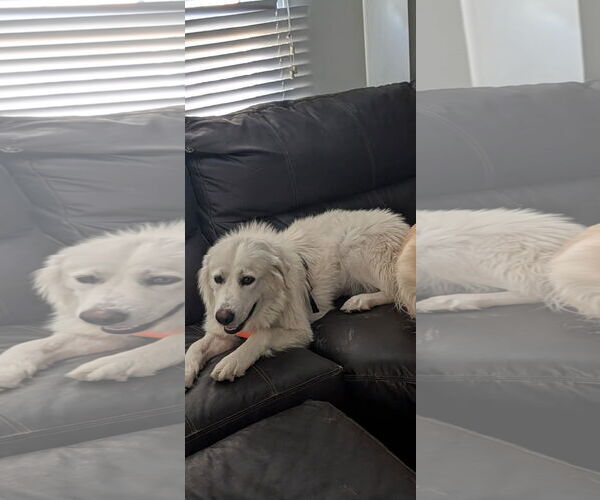 Medium Photo #1 Great Pyrenees Puppy For Sale in Denver , CO, USA