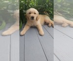 Small Photo #7 Golden Retriever Puppy For Sale in ELVERTA, CA, USA