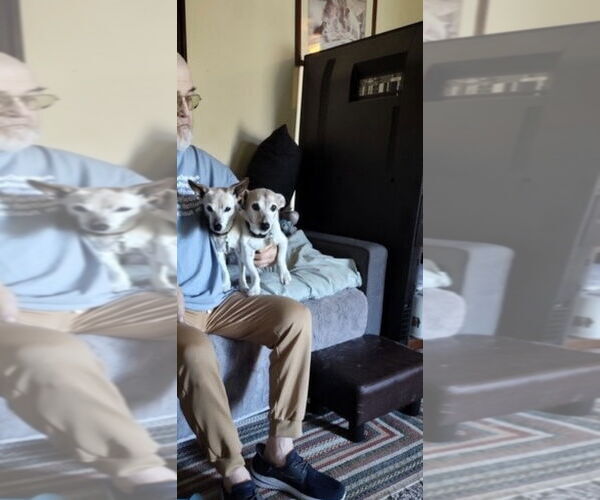 Medium Photo #4 Jack Russell Terrier Puppy For Sale in Mt. Laurel, NJ, USA