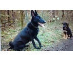 Small Photo #4 German Shepherd Dog Puppy For Sale in GASTON, OR, USA