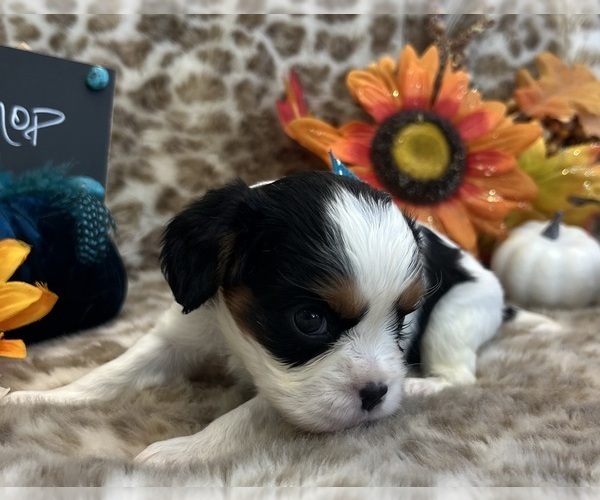Medium Photo #2 Cavalier King Charles Spaniel Puppy For Sale in ABILENE, TX, USA