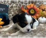 Small #1 Cavalier King Charles Spaniel