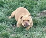 Small Photo #1 English Bulldog Puppy For Sale in SAN FRANCISCO, CA, USA