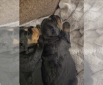 Small Photo #4 Rottweiler Puppy For Sale in WILLINGTON, CT, USA