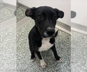 American Pit Bull Terrier Dogs for adoption in Salisbury, NC, USA