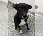Small American Pit Bull Terrier