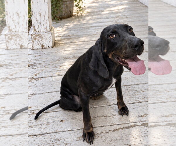 Medium Photo #3 Black and Tan Coonhound Puppy For Sale in Southbury, CT, USA
