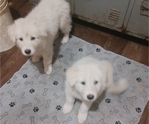 Alaskan Malamute-Great Pyrenees Mix Puppy for sale in SIX LAKES, MI, USA