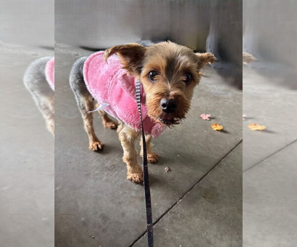 Medium Photo #7 Maltese-Unknown Mix Puppy For Sale in St. Louis Park, MN, USA