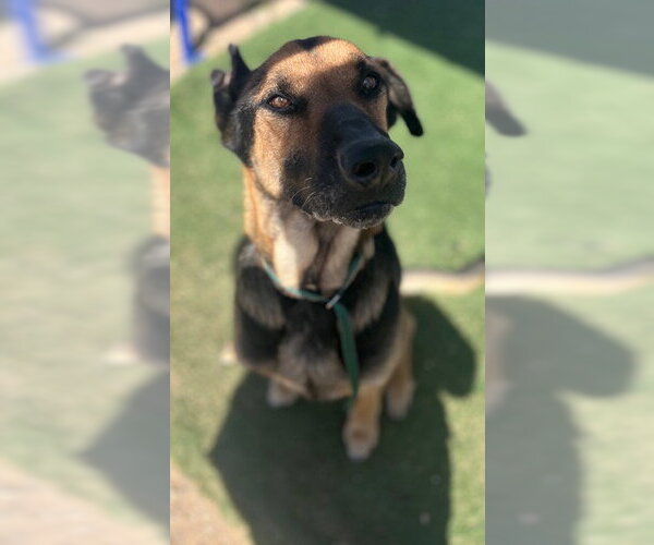 Medium Photo #1 German Shepherd Dog Puppy For Sale in HESPERIA, CA, USA