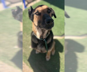 German Shepherd Dog Dogs for adoption in HESPERIA, CA, USA