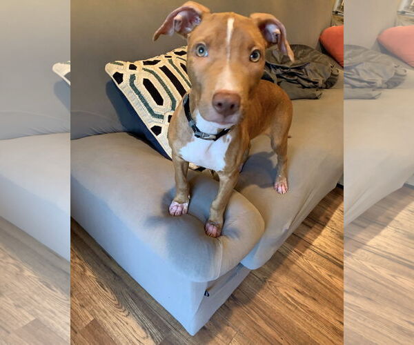 Medium Photo #34 American Pit Bull Terrier-Blue Lacy Mix Puppy For Sale in Rockaway, NJ, USA