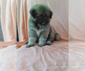 German Shepherd Dog-Great Pyrenees Mix Puppy for sale in YUCCA VALLEY, CA, USA