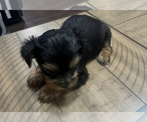 Yorkshire Terrier Litter for sale in EULESS, TX, USA