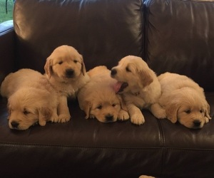 Golden Retriever Puppy for sale in CHASSELL, MI, USA