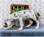 Small Photo #62 Great Dane Puppy For Sale in WAKARUSA, IN, USA