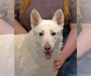 German Shepherd Dog-Unknown Mix Dogs for adoption in Pittsburgh, PA, USA