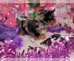Raspberry - Female Yorkshire Terrier Puppy for Sale - Photo #4