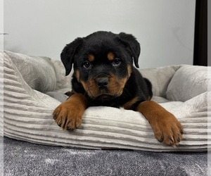 Rottweiler Puppy for sale in FRANKLIN, IN, USA
