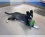 Small #1 Border Collie Mix
