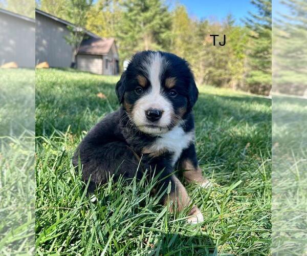 Medium Photo #3 Bernese Mountain Dog Puppy For Sale in FLOYD, VA, USA