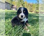 Small #2 Bernese Mountain Dog