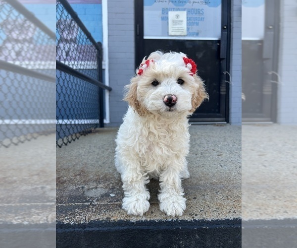 Medium Photo #1 Goldendoodle mix (+ Poodle Miniature) Puppy For Sale in RANDOLPH, MA, USA