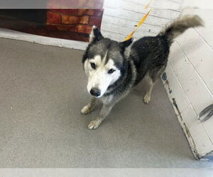 Siberian Husky Dogs for adoption in San Bernardino, CA, USA