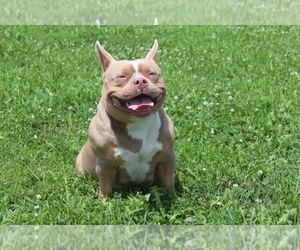 Mother of the American Bully puppies born on 08/07/2025