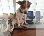 Small Chiweenie