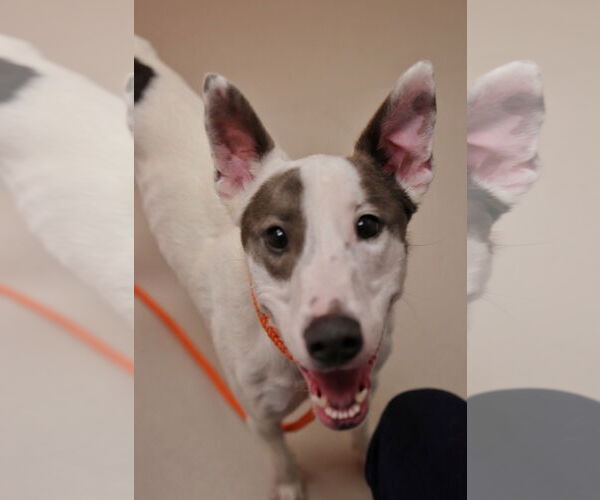 Medium Photo #2 Greyhound-Unknown Mix Puppy For Sale in Bellevue, WA, USA