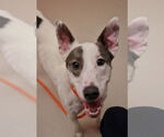 Small #1 Greyhound Mix