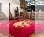 Small #6 Golden Retriever